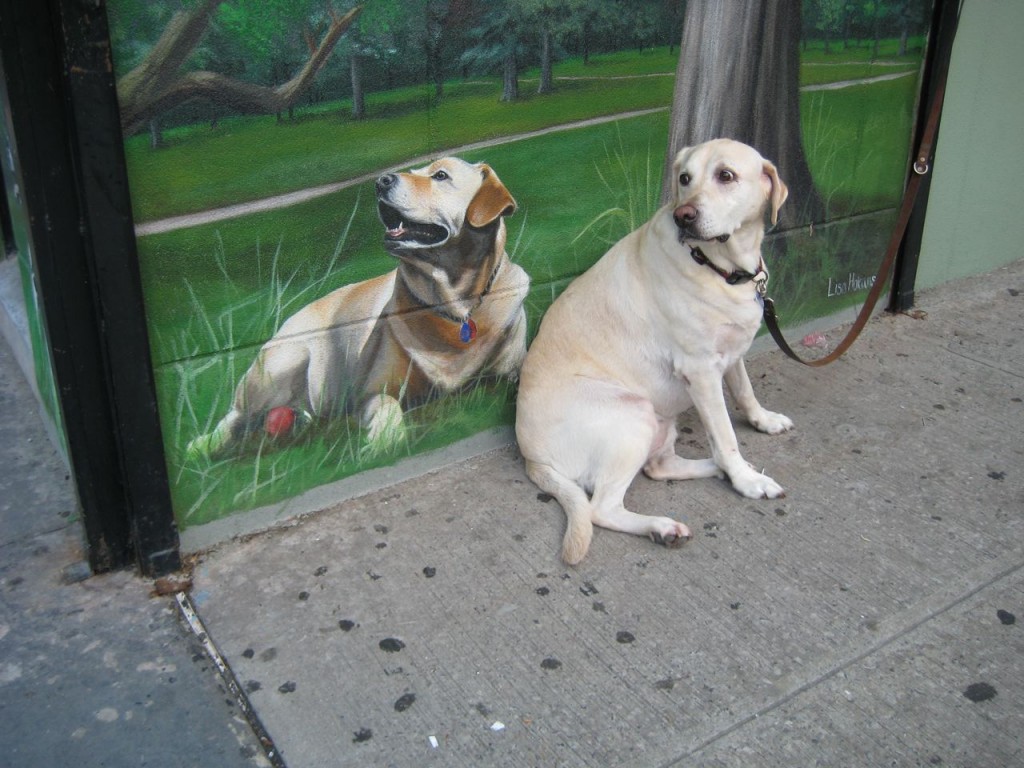 dog