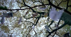 Love Does Grow on Trees