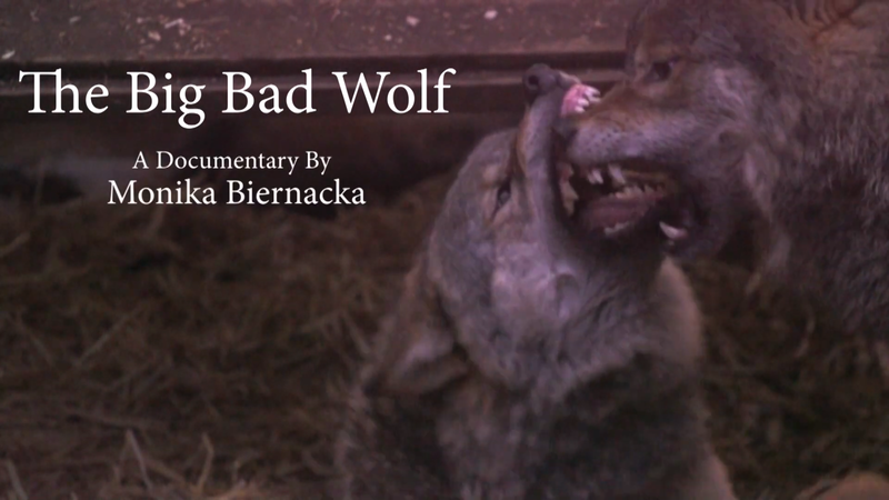 image for The Big Bad Wolf