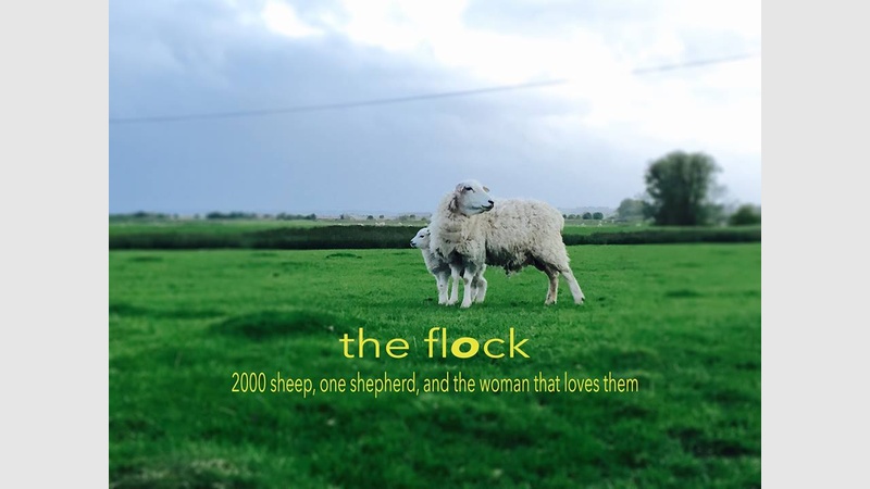 image for the flock 