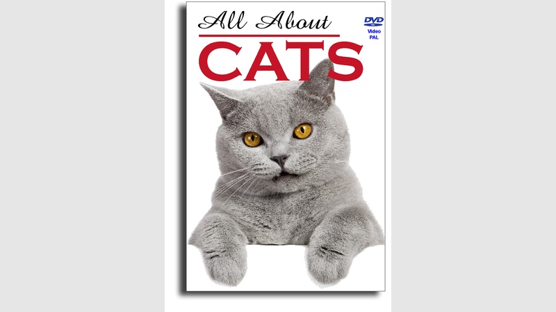 image for All About Cats