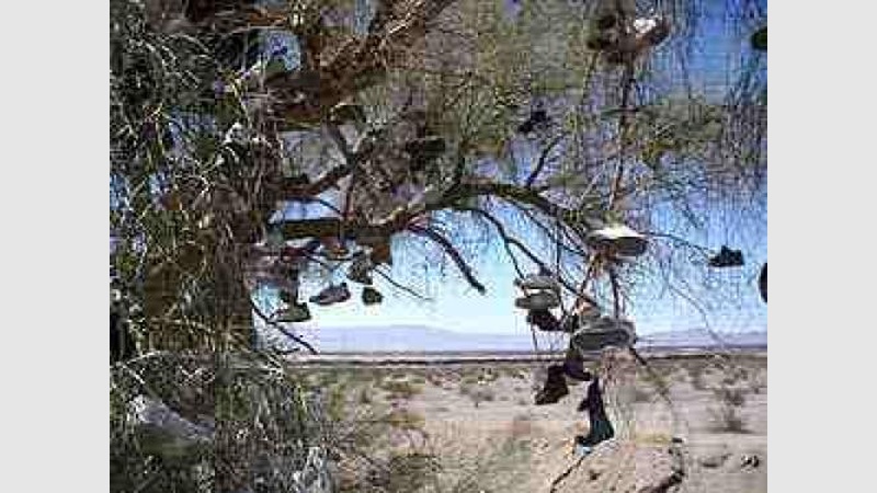 image for Shoe Tree