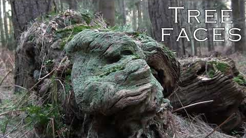 image for TREE FACES