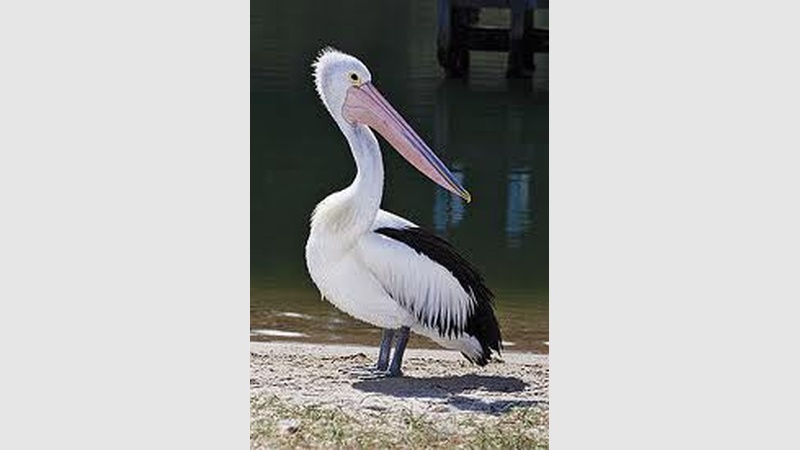 image for Goolwa barrage
