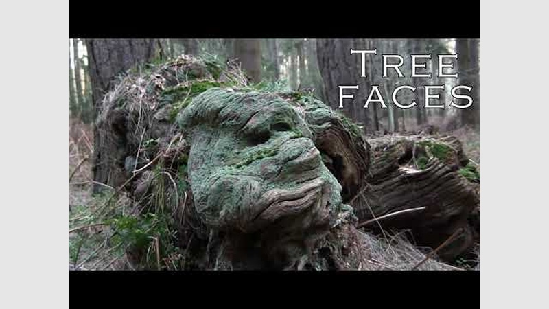 image for TREE FACES