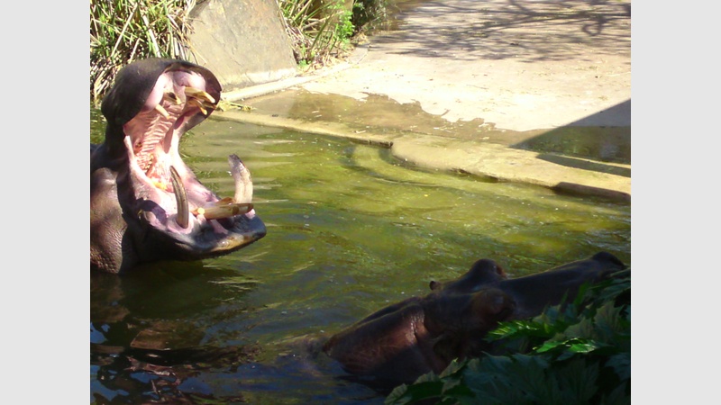 image for Good catching, Titus and Suzie