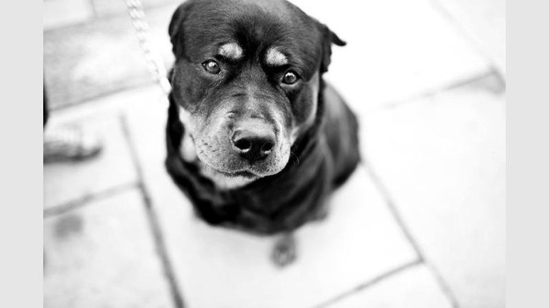 image for Dog Boy