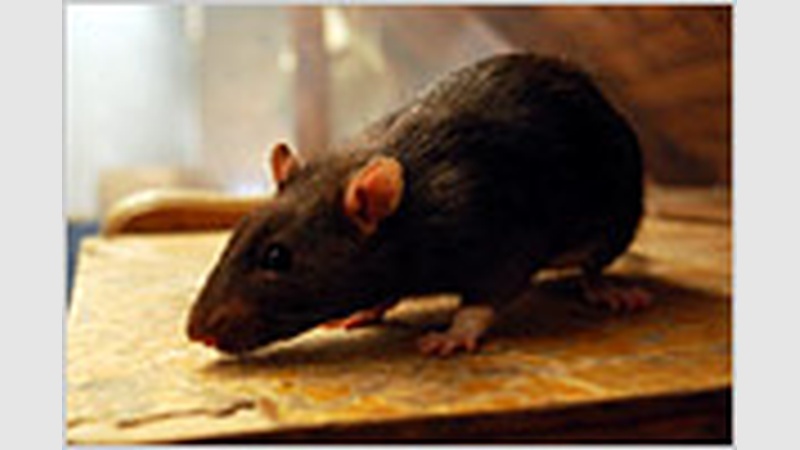 image for Infested II