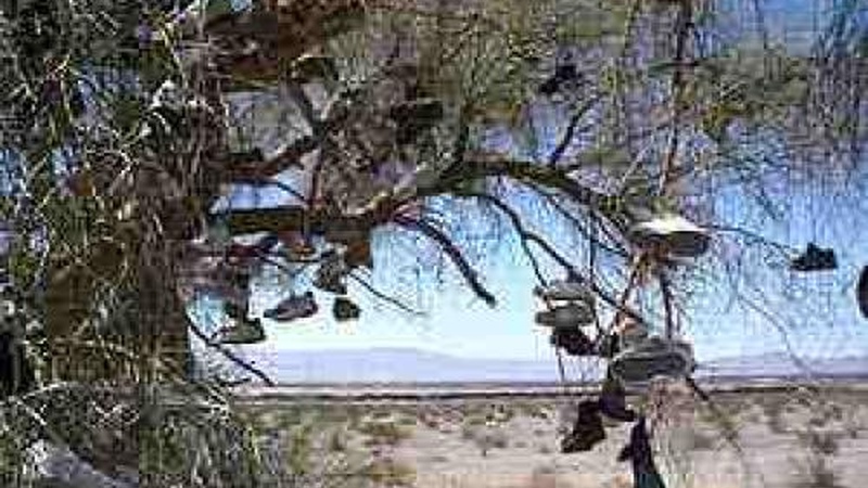 image for Shoe Tree
