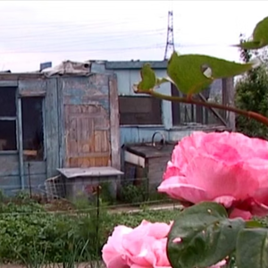 Image for On Allotments – Growing, Community, Filmmaking