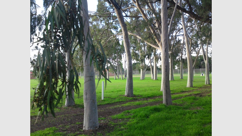 image for Some arboreal solace